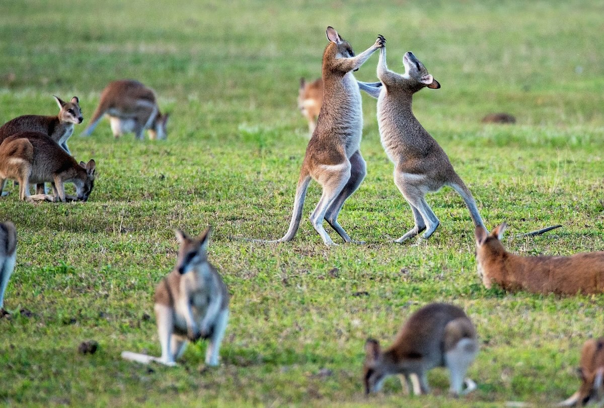 Pourquoi l&rsquo;Australie veut interdire les réseaux sociaux aux moins de 16 ans ?